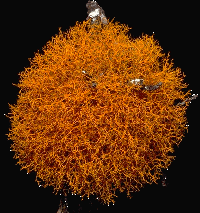 Lichen